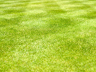 Synthetic Grass Camarillo, CA